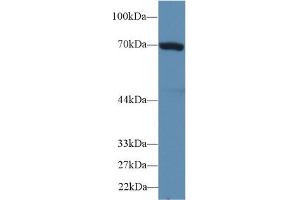 Detection of HSPA1B in Human HepG2 cell lysate using Polyclonal Antibody to Heat Shock 70 kDa Protein 1B (HSPA1B)