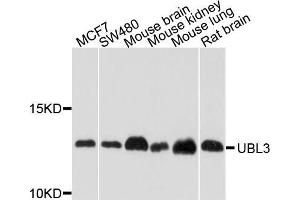 Western blot analysis of extracts of various cell lines, using UBL3 antibody (ABIN5972194) at 1/1000 dilution. (UBL3 anticorps)