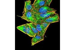 Immunofluorescence analysis of Hela cells using AIM2 mouse mAb (green).