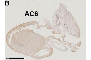 Immunohistochemistry of a left-sided rat heart for adenylyl cyclase AC6. (ADCY6 anticorps  (AA 760-819))