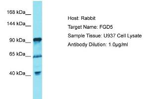 Host: Rabbit Target Name: FGD5 Sample Tissue: Human U937 Whole Cell Antibody Dilution: 1ug/ml (FGD5 anticorps  (C-Term))