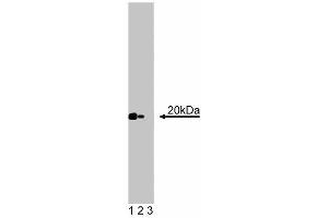 Western blot analysis of Caveolin 2 on a RSV-3T3 cell lysate. (Caveolin 2 anticorps  (AA 42-162))