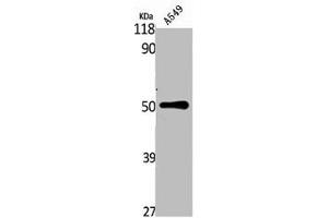 Western Blot analysis of A549 cells using NK-3R Polyclonal Antibody (TACR3 anticorps  (C-Term))
