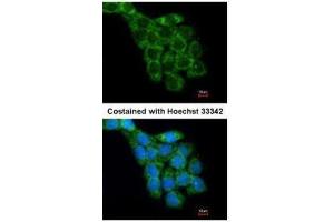 ICC/IF Image Immunofluorescence analysis of methanol-fixed A431, using RPL8, antibody at 1:200 dilution.