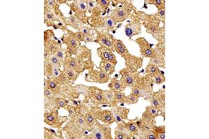 Immunohistochemical analysis of paraffin-embedded H.