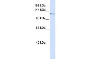 KIF5C antibody used at 1 ug/ml to detect target protein. (KIF5C anticorps  (N-Term))