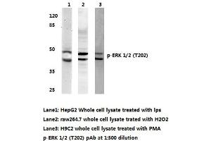 Western blot (WB) analyzes of p-ERK 1/2 antibody (ERK1/2 anticorps  (pThr202))