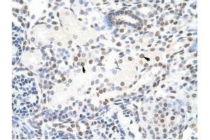 NONO antibody was used for immunohistochemistry at a concentration of 4-8 ug/ml to stain Epithelial cells of renal tubule (arrows) in Human Kidney. (NONO anticorps  (C-Term))