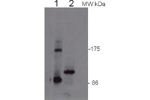 Image no. 1 for anti-Eukaryotic Translation Initiation Factor 2C, 4 (EIF2C4) antibody (ABIN3197495) (AGO4 anticorps)