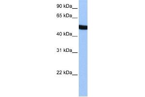 WB Suggested Anti-SPATA6 Antibody Titration: 0. (SPATA6 anticorps  (Middle Region))