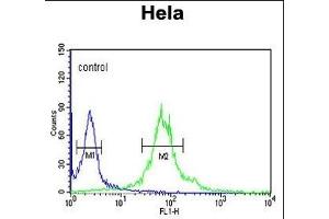 IPO11 Antibody (N-term) (ABIN652718 and ABIN2842476) flow cytometric analysis of Hela cells (right histogram) compared to a negative control cell (left histogram). (Importin 11 anticorps  (N-Term))