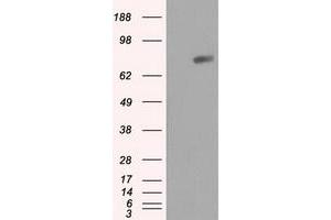 Image no. 2 for anti-RalA Binding Protein 1 (RALBP1) antibody (ABIN1500590) (RALBP1 anticorps)