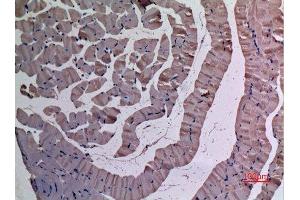 Immunohistochemistry (IHC) analysis of paraffin-embedded Mouse Muscle, antibody was diluted at 1:100. (UBE4A anticorps  (N-Term))