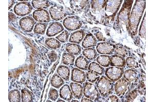 IHC-P Image Chk1 (phospho Ser345) antibody [C1C2], Internal detects Chk1 (phospho Ser345) protein at nucleus on mouse colon by immunohistochemical analysis.