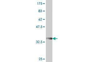 Western Blot detection against Immunogen (37.