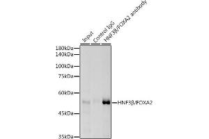 Immunoprecipitation analysis of 300 μg extracts of HepG2 cells using 3 μg HNF3β/FOX antibody (ABIN7267232). (FOXA2 anticorps)