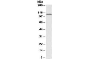 Western blot testing of human kidney lysate with LSD1 antibody at 0. (LSD1 anticorps)