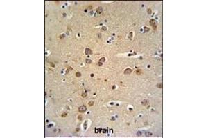 GABRG3 Antibody (N-term) (ABIN650995 and ABIN2840029) IHC analysis in formalin fixed and paraffin embedded brain tissue followed by peroxidase conjugation of the secondary antibody and DAB staining.
