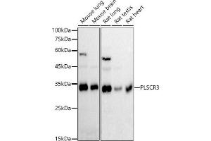 Western blot analysis of extracts of various cell lines, using PLSCR3 antibody (ABIN7269355) at 1:1000 dilution. (PLSCR3 anticorps)