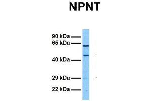 Host:  Rabbit  Target Name:  NPNT  Sample Tissue:  Human HepG2  Antibody Dilution:  1.