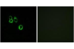 Immunofluorescence analysis of MCF7 cells, using OR3A2/3 Antibody. (OR3A2/3 anticorps  (AA 65-114))