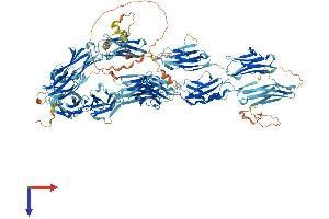 AlphaFold protein structure predicition of Human Recombinant MYBPC3 Protein, UniprotID Q14896