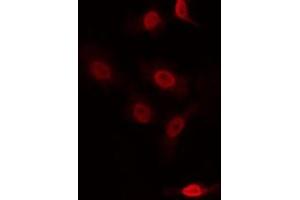 ABIN6266954 staining NIH-3T3 by IF/ICC. (ZNF287 anticorps)