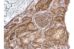 IHC-P Image Aldolase A antibody detects Aldolase A protein at cytosol on mouse kidney by immunohistochemical analysis. (ALDOA anticorps)