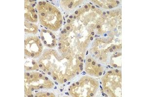 Immunohistochemistry of paraffin-embedded human kidney using CEBPG antibody.