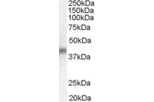 ABIN184638 (0. (DUSP1 anticorps  (C-Term))
