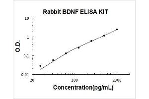 Rabbit BDNF PicoKine ELISA Kit standard curve