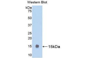 Western Blotting (WB) image for anti-Luteinizing Hormone (LH) (AA 25-120) antibody (ABIN1078297) (Luteinizing Hormone anticorps  (AA 25-120))