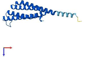 AlphaFold protein structure predicition of Mouse Recombinant Ltc4s Protein, UniprotID Q60860