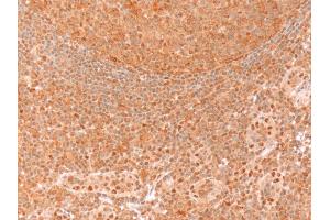 ABIN185240 (1µg/ml) staining of paraffin embedded Human Tonsil. (GAPDH anticorps  (C-Term))