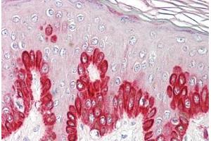 Image no. 2 for anti-Sirtuin 1 (SIRT1) (AA 577-590) antibody (ABIN1493902) (SIRT1 anticorps  (AA 577-590))