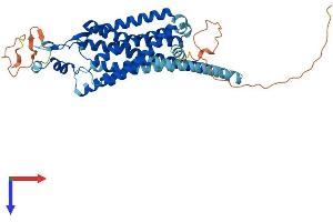 AlphaFold protein structure predicition of Human Recombinant NMUR1 Protein, UniprotID Q9HB89