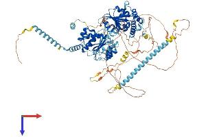 AlphaFold protein structure predicition of Mouse Recombinant Ddx10 Protein, UniprotID Q80Y44