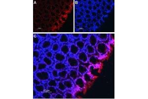 Expression of Na+/H+ exchanger 2 in rat colon - Immunohistochemical staining of rat colon sections (paraffin-embedded) using Anti-Na+/H+ Exchanger 2 (NHE-2) Antibody (ABIN7043757, ABIN7044867 and ABIN7044868), (1:50).