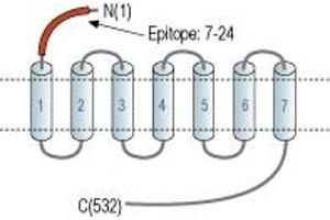 anti-Cholinergic Receptor, Muscarinic 5 (CHRM5) (AA 7-24), (Extracellular), (N-Term) antibody