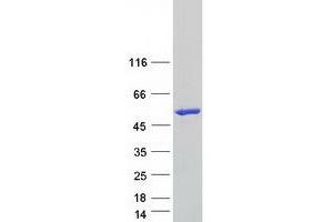 Validation with Western Blot