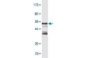Western Blot detection against Immunogen (56.