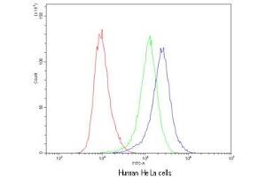 Flow cytometry testing of human HeLa cells with CASP8 antibody at 1ug/10^6 cells (cells blocked with goat sera) (Caspase 8 anticorps  (AA 410-449))