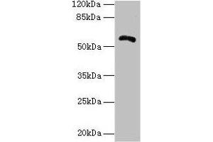 Western blot All lanes: ZBTB18 antibody at 14 μg/mL + Hela whole cell lysate Secondary Goat polyclonal to rabbit IgG at 1/10000 dilution Predicted band size: 59, 60 kDa Observed band size: 59 kDa (ZNF238 anticorps  (AA 62-364))
