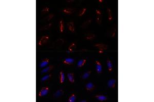 Immunofluorescence analysis of U-2 OS cells using MRPS7 antibody (ABIN7268588) at dilution of 1:100.