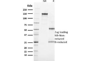 SDS-PAGE Analysis Purified MITF Mouse Monoclonal Antibody (MITF/915). (MITF anticorps)