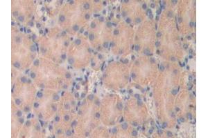 IHC-P analysis of Mouse Kidney Tissue, with DAB staining. (LAMa4 anticorps  (AA 457-630))