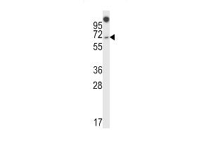 NUMBL Antibody (C-term) (ABIN658002 and ABIN2846946) western blot analysis in 293 cell line lysates (35 μg/lane).