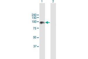 Western Blot analysis of CDH13 expression in transfected 293T cell line by CDH13 MaxPab polyclonal antibody.