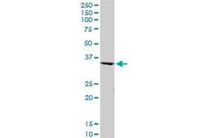PEX19 MaxPab polyclonal antibody.