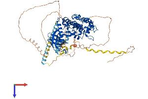AlphaFold protein structure predicition of Human Recombinant SRPK2 Protein, UniprotID P78362